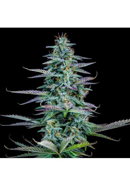 Strawberry Nuggets Auto 3...