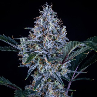 Sundae Thumper Auto 3 u. Mephisto Genetics