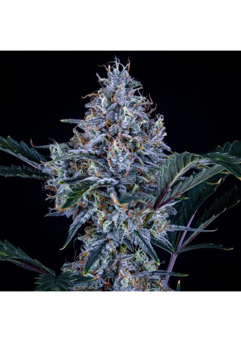 Sundae Thumper Auto 3 u. Mephisto Genetics