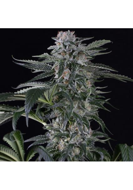 Auto Moby Dick fem. Silent...