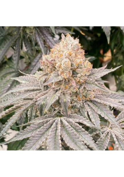 Apple B 6 u. fem Karma...