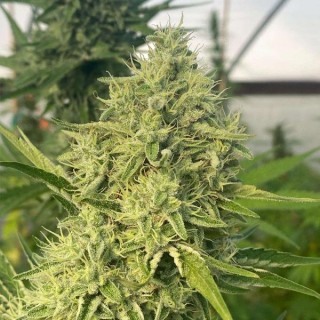 Black Beard 6 u. fem Karma Genetics