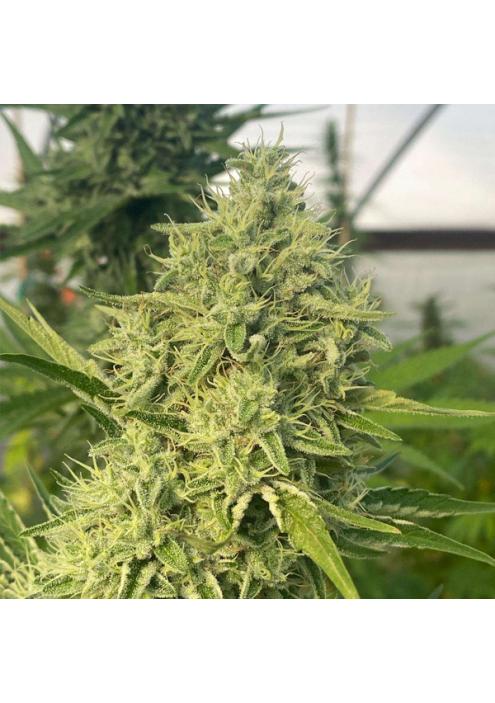 Black Beard 6 u. fem Karma Genetics