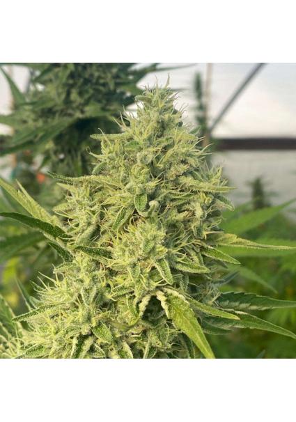 Black Beard 6 u. fem Karma...