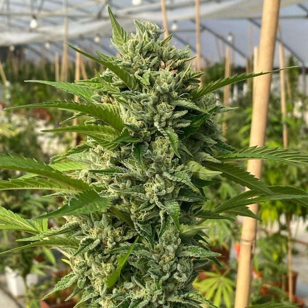 Goji Biker 6 u. fem Karma Genetics