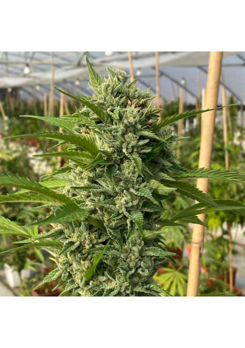 Goji Biker 6 u. fem Karma Genetics