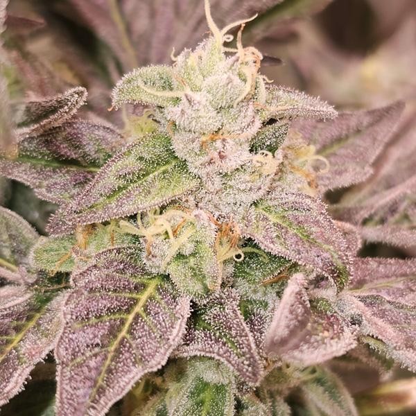 Guava Runtz 6 u. fem Karma Genetics