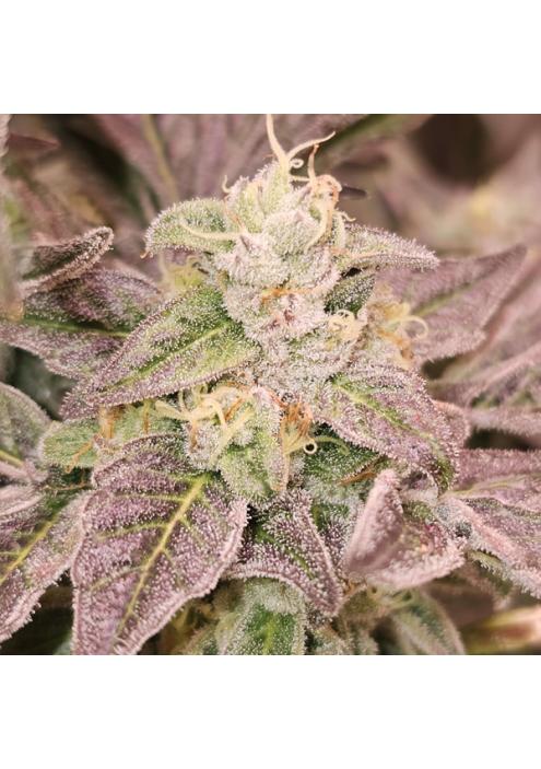 Guava Runtz 6 u. fem Karma Genetics