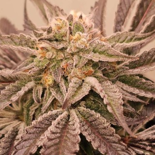 Hindu Runtz 6 u. fem Karma Genetics