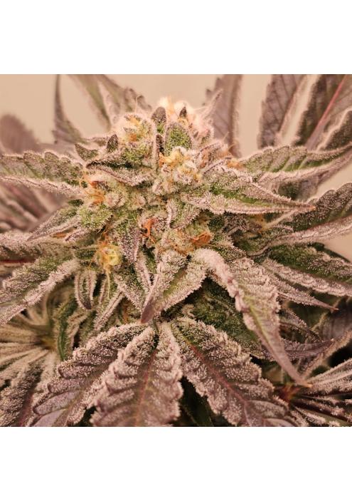 Hindu Runtz 6 u. fem Karma Genetics