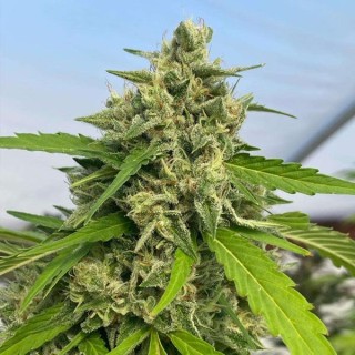Judge dread 6 u. fem Karma Genetics