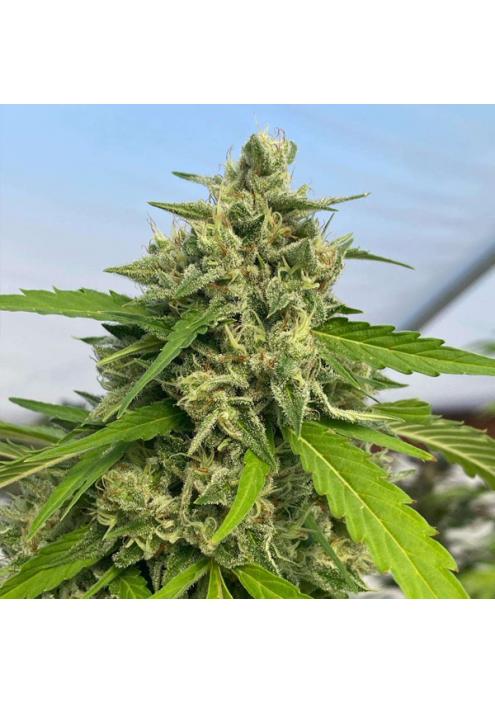 Judge dread 6 u. fem Karma Genetics