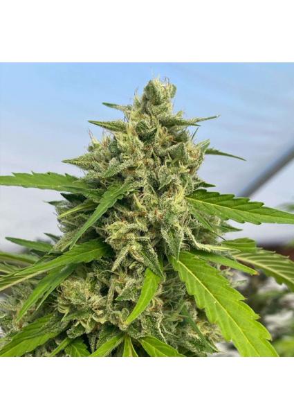 Judge dread 6 u. fem Karma...