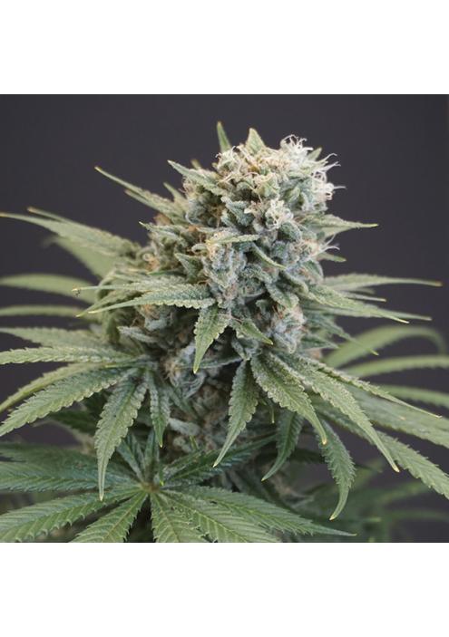 LeMello 6 u. fem Karma Genetics