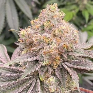 Mop chopper 6 u. fem Karma Genetics