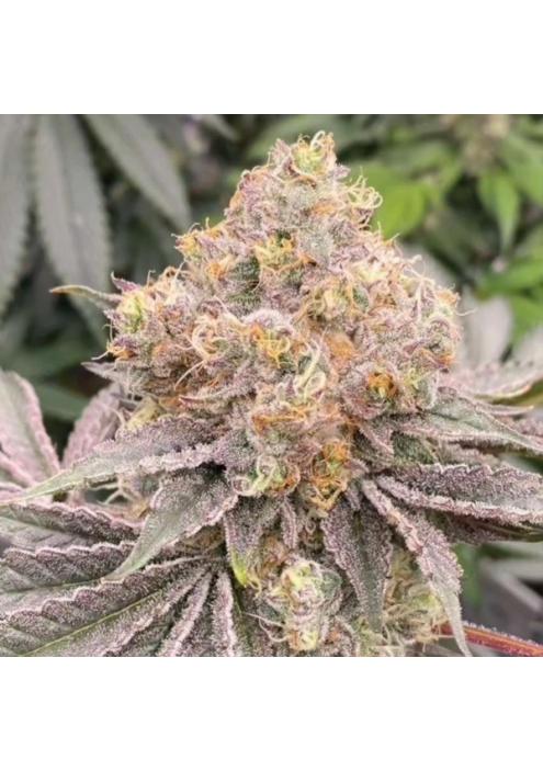 Mop chopper 6 u. fem Karma Genetics