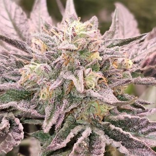 Pink Bacio 6 u. fem Karma Genetics