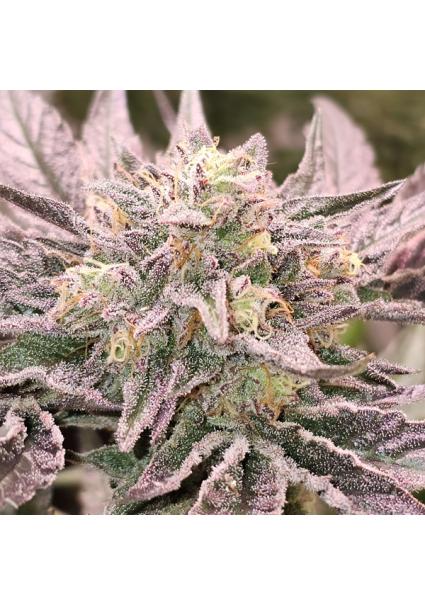 Pink Bacio 6 u. fem Karma...