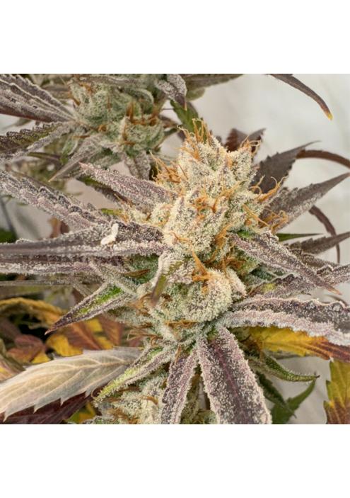 Pink Crumble 6 u. fem Karma Genetics