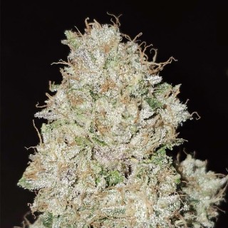 Pink Fritter 6 u. fem Karma Genetics