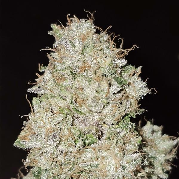 Pink Fritter 6 u. fem Karma Genetics