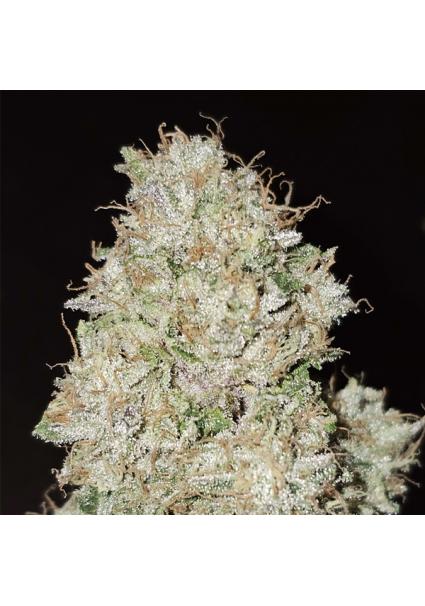 Pink Fritter 6 u. fem Karma...