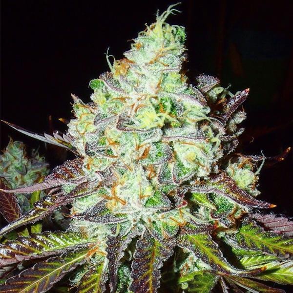 Pink Paletas  6 u. fem Karma Genetics
