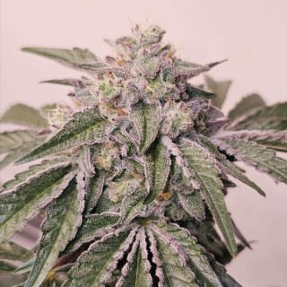 Pink Pie  6 u. fem Karma Genetics