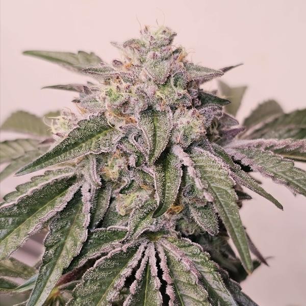 Pink Pie  6 u. fem Karma Genetics