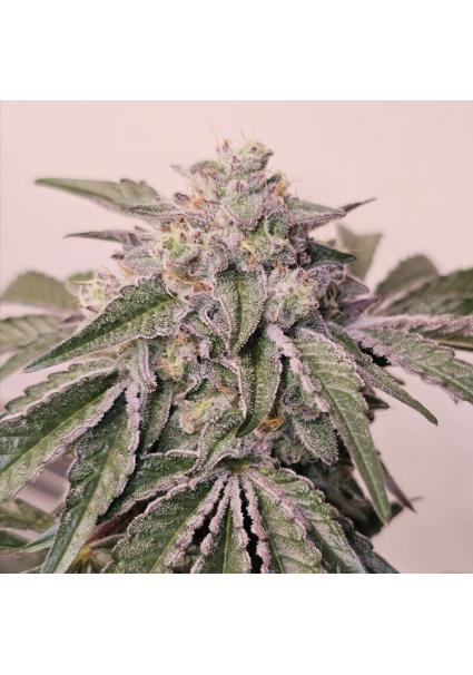 Pink Pie  6 u. fem Karma...