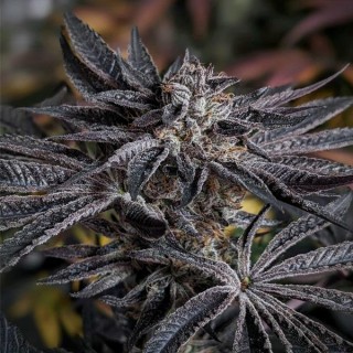 Pink Sherb 6 u. fem Karma Genetics