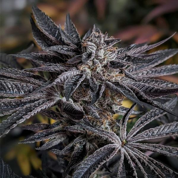 Pink Sherb 6 u. fem Karma Genetics