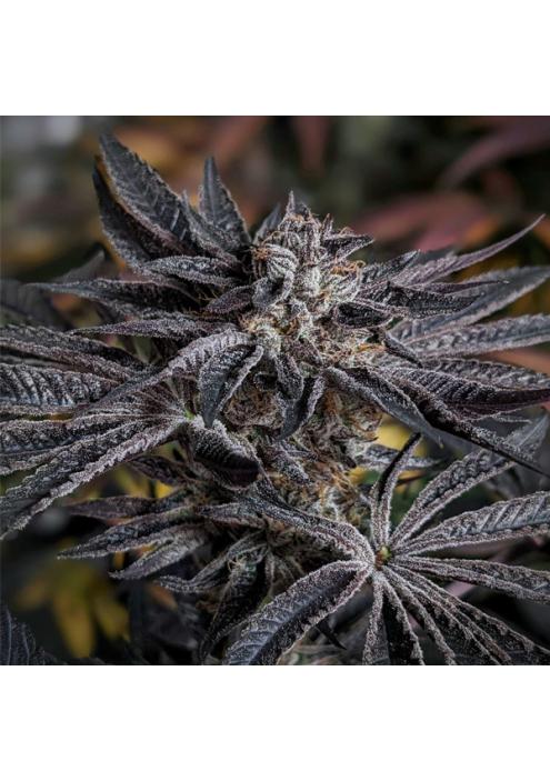 Pink Sherb 6 u. fem Karma Genetics