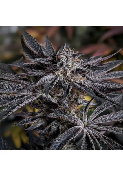 Pink Sherb 6 u. fem Karma...