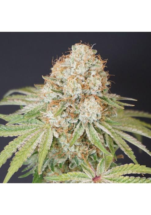 Rocky Melon 6 u. fem Karma Genetics