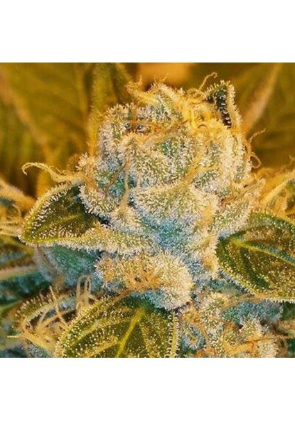 Sour Ripper fem. Ripper Seeds