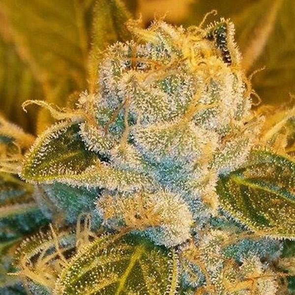 Sour Ripper fem. Ripper Seeds