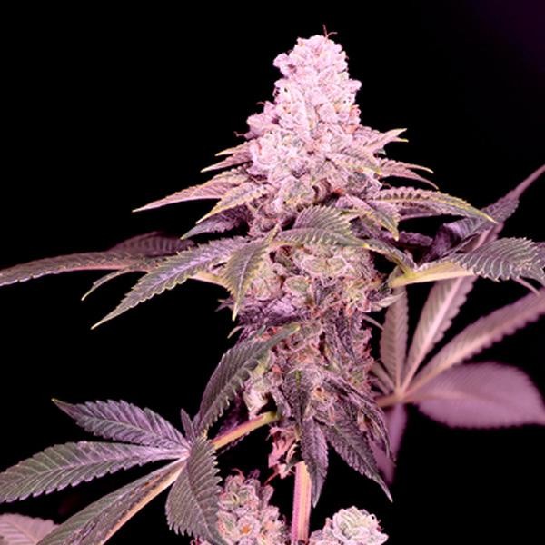 Cereal Milk    fem Sacred Terps