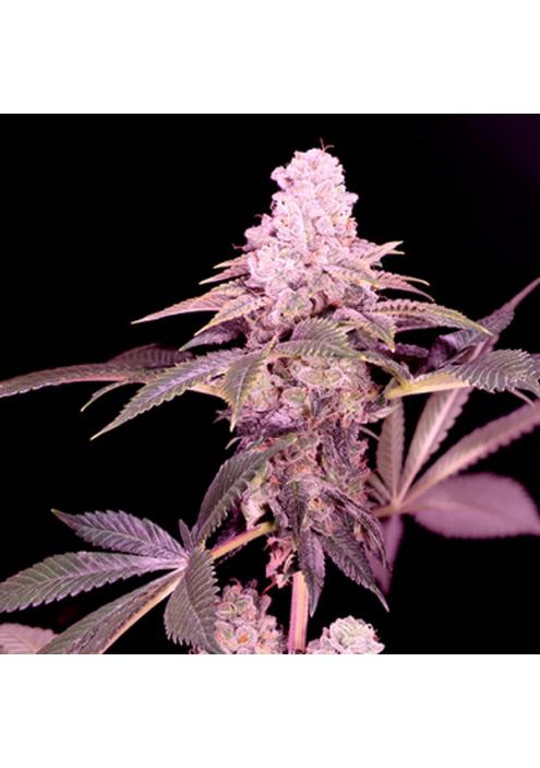 Cereal Milk feminizada Sacred Terps