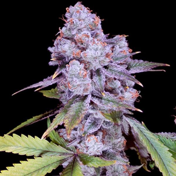 Chimera N3  -   fem Sacred Terps