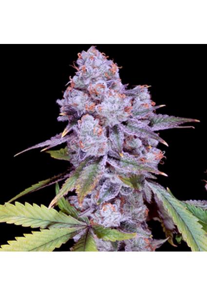 Chimera N3 - feminizada...