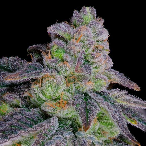 Dante´s Inferno N8  -  fem Sacred Terps