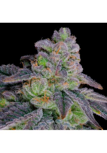 Dante´s Inferno N8...