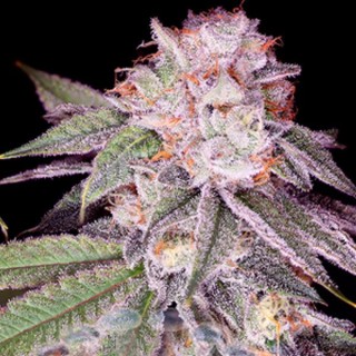 Empress N2 feminizada Sacred Terps