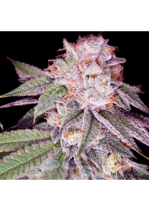 Empress N2 -   fem Sacred Terps