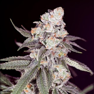 Gary Payton   fem Sacred Terps