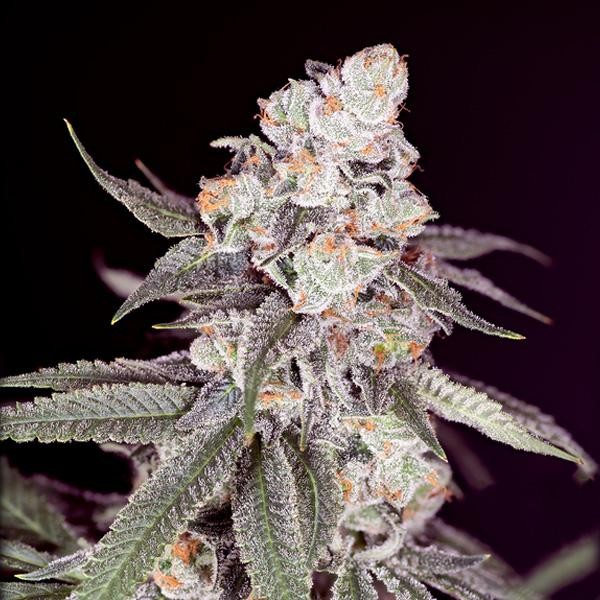 Gary Payton   fem Sacred Terps