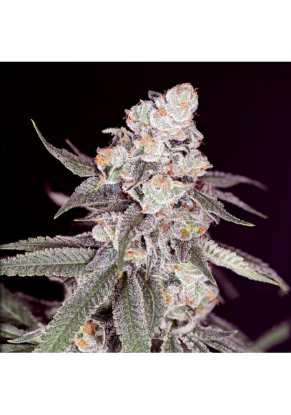 Gary Payton feminizada...