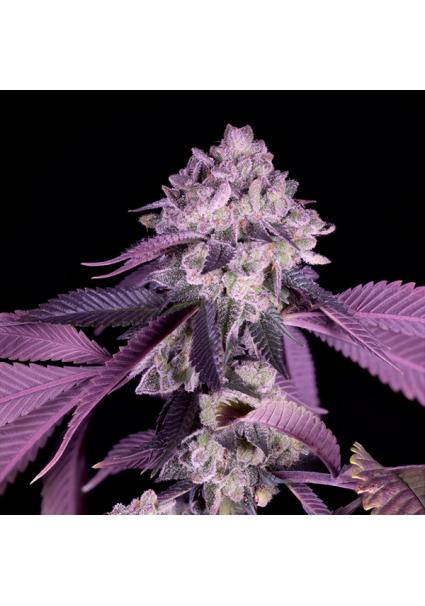 Jealousy feminizada Sacred...