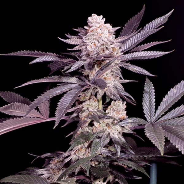 Papaya feminizada Sacred Terps